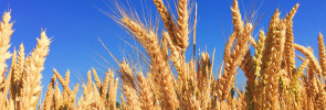 Wheat