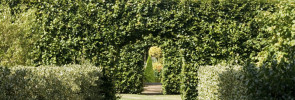 Hedges