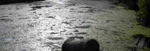 Swamp