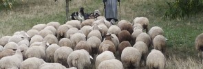 Shepherd
