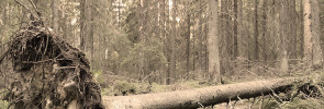 Fallen tree
