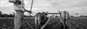 Yoke of Oxen